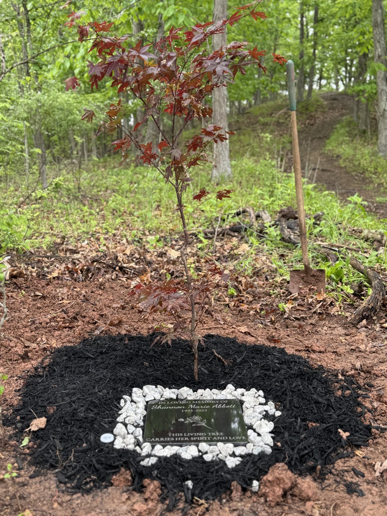 Shannon’s Japanese maple and the stone plaque set in white rocks